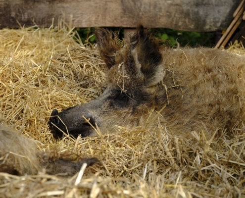 cerdo mangalica - jamón húngaro