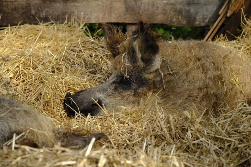 cerdo mangalica - jamón húngaro