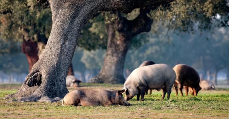 el cerdo ibérico
